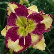 Fancy Face Cornbread Fed Daylily